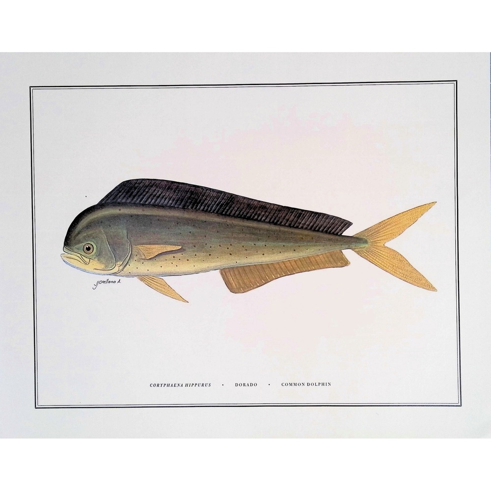 1985 Dolphin Fish Wall Art Print J Orellana Vintage Book Plate 11x14